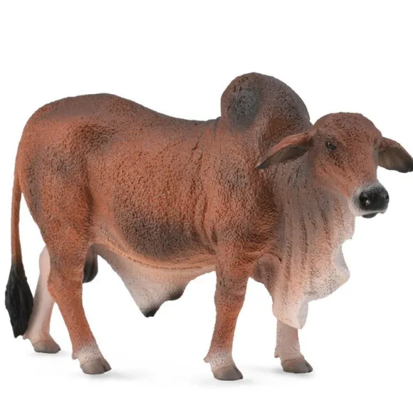 Red Brahman Bull