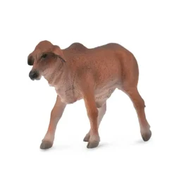 Red Brahman Calf