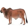 Red Brahman Cow