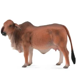 Red Brahman Cow
