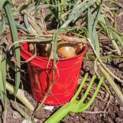 Red Bucket