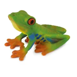 Red Eyed Tree Frog