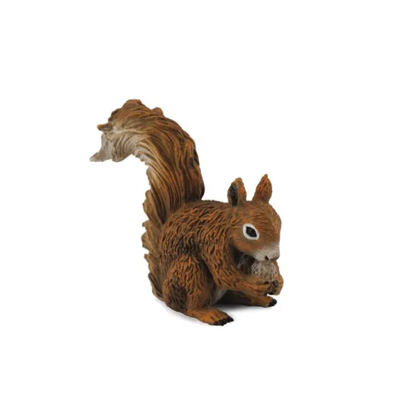 Red Squirrel Eating