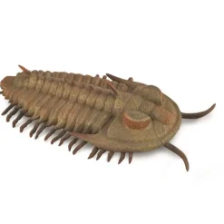 Redlichia Rex Trilobite