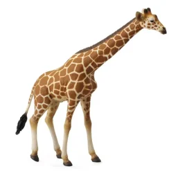 Reticulated Giraffe