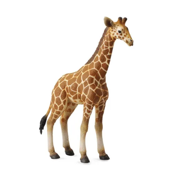 Reticulated Giraffe Calf