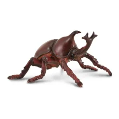 Rhinoceros Beetle