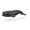 Right Whale