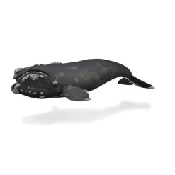 Right Whale