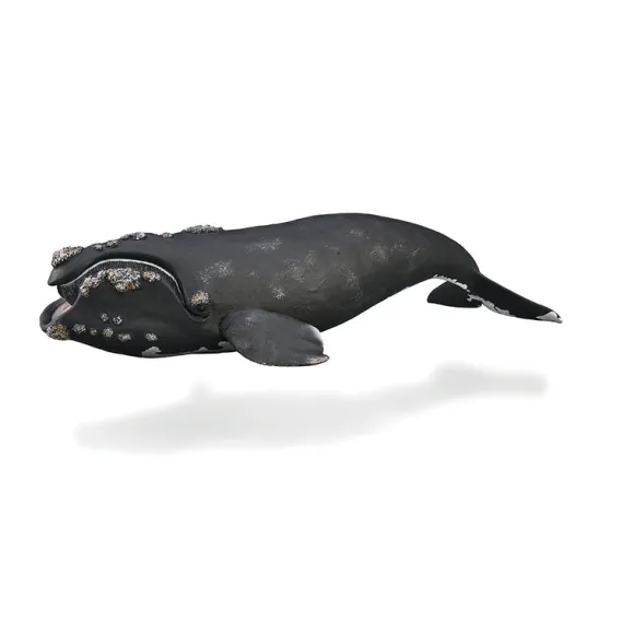 Right Whale
