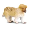 Rough Haired Collie Puppy