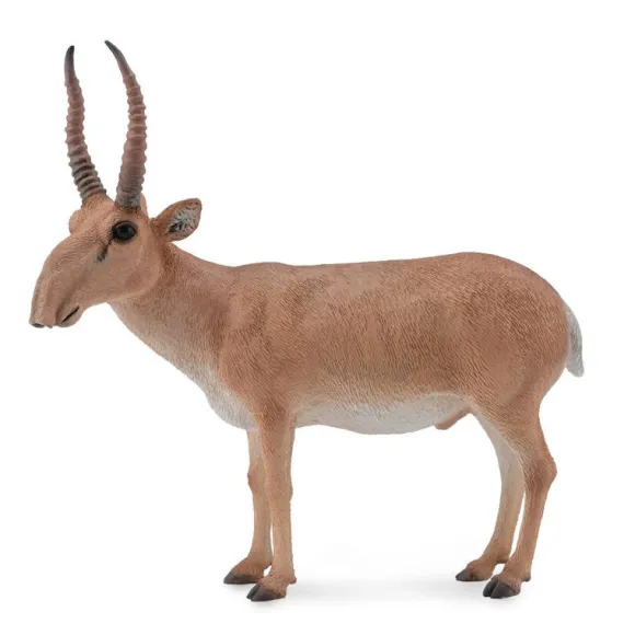 Saiga Antelope