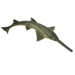 Sawfish