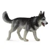 Siberian Husky