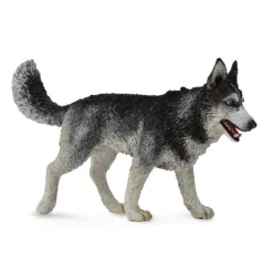 Siberian Husky
