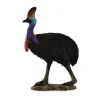 Southern Cassowary