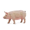 Sow