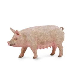 Sow