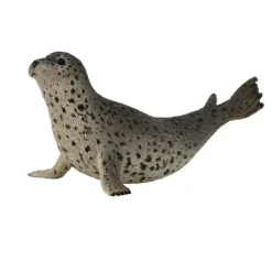 Spotted Seal
