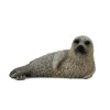 Spotted Seal Pup