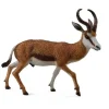 Springbok