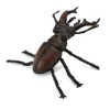 Stag Beetle