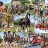 The Heavy Mob - 1000 Piece Jigsaw Puzzle