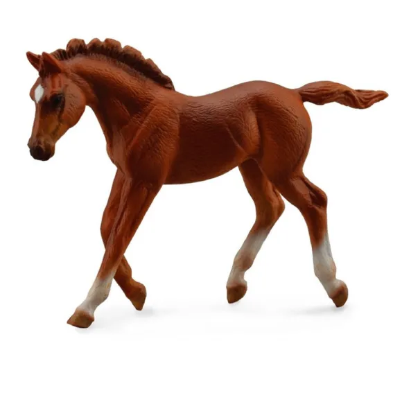 Thoroughbred Foal Walking Chestnut
