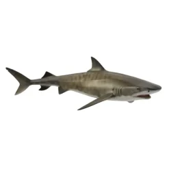 Tiger Shark