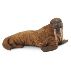 Walrus