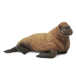 Walrus Calf