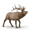 Wapiti