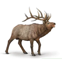Wapiti