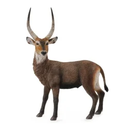 Waterbuck