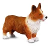 Welsh Corgi