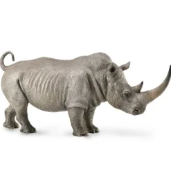 White Rhinoceros