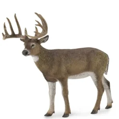 White-Tailed Deer