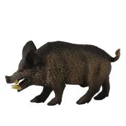 Wild Boar