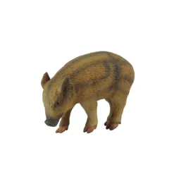 Wild Piglet Eating