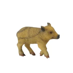 Wild Piglet Walking