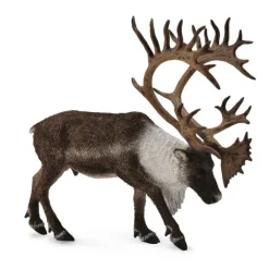 Woodland Caribou