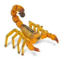 Yellow Fat Tailed Scorpion