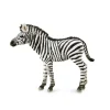 Zebra Foal