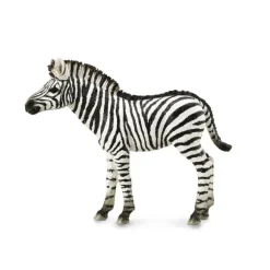 Zebra Foal